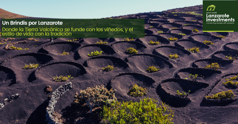 Descubre los Vinos de la Isla y la Lanzarote WineRun 2025